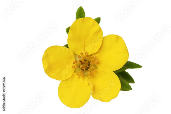 Obraz Monrovia potentilla