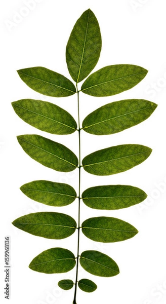 Obraz Robinia pseudoacacia