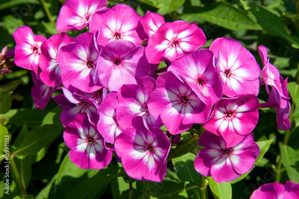 Obraz Beautiful flowers