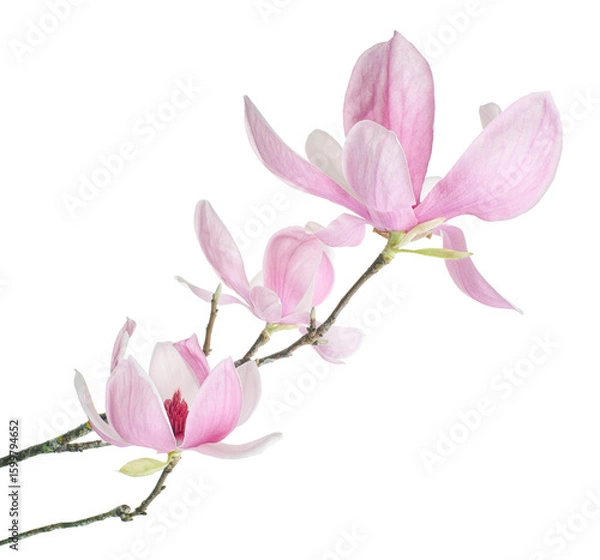 Fototapeta Purple magnolia flower, Magnolia felix isolated on white background, with clipping path 
