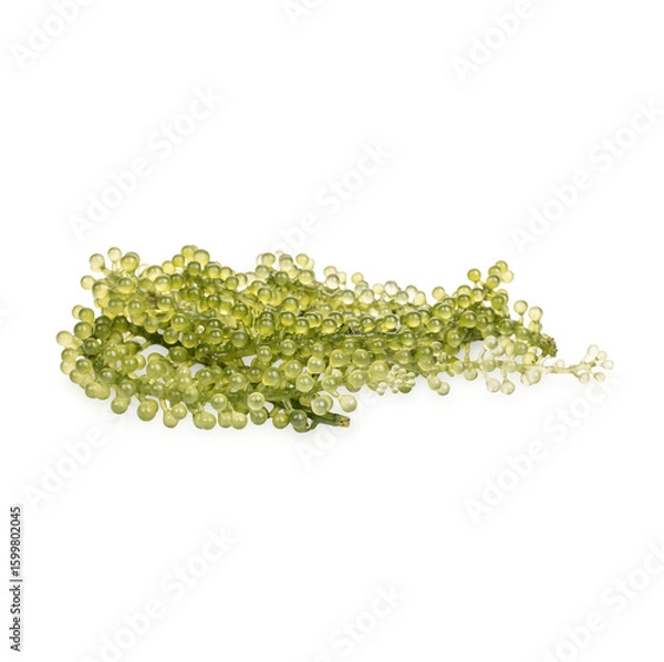 Fototapeta Seagrapes ( green caviar ) seaweed isolated  on transparent background (.PNG)