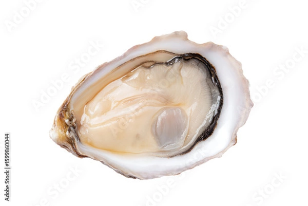 Obraz a close up of a oyster shell with a white background