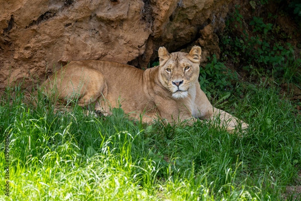 Obraz lion and lioness