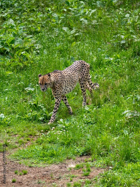 Obraz cheetah in the wild
