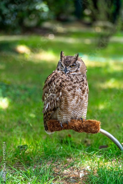Obraz great horned owl