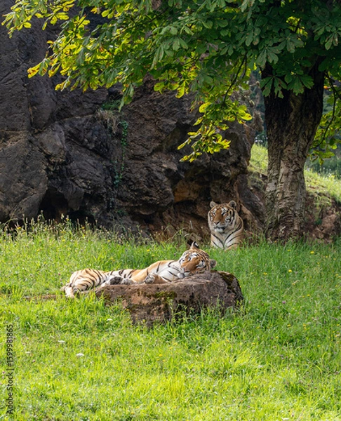 Obraz tiger in zoo