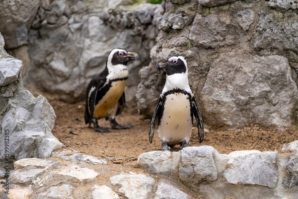 Obraz penguin on the rocks