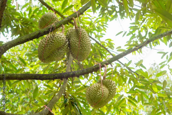 Fototapeta Durian fruit hanging on tree in durian farm.
