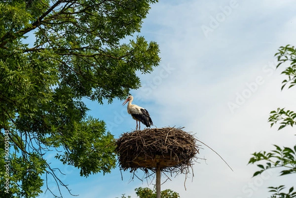 Fototapeta Majestic stork surveys its kingdom from a lofty nest against a vibrant sky in the heart of nature