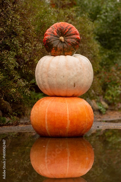 Obraz Three pumpkin stacked in a tower