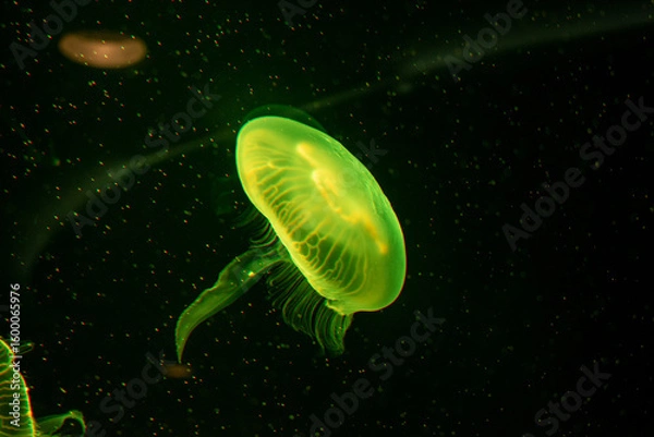 Fototapeta A glowing green jellyfish illuminated against a black background, highlighting its translucent form
