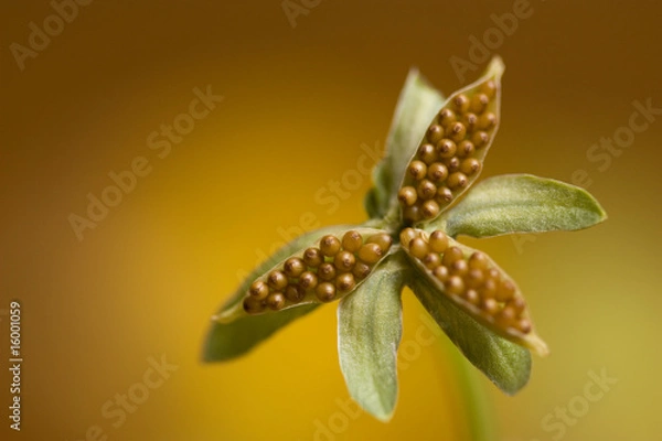Obraz background of pansy seeds in close-up