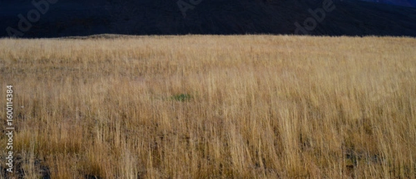 Obraz Grass field in Iceland