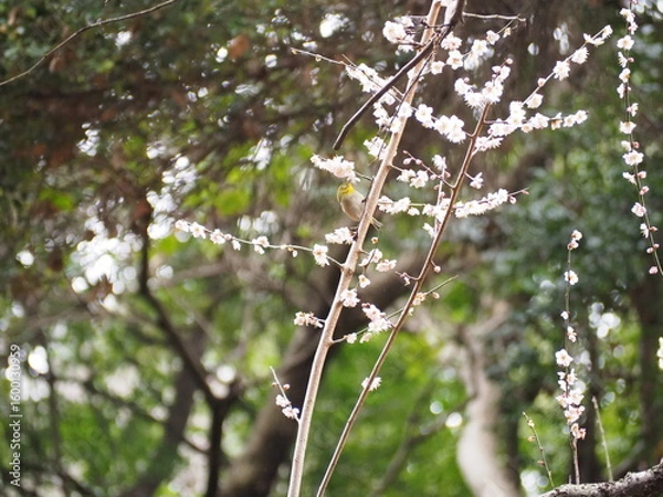 Fototapeta 梅に夢中のメジロ