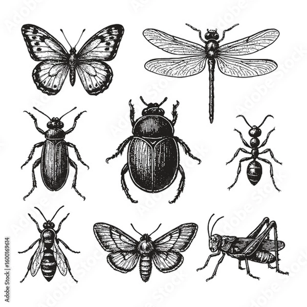 Obraz Set of detailed vintage insect illustrations including butterfly, dragonfly, beetle, ant, bee, and grasshopper in black and white.