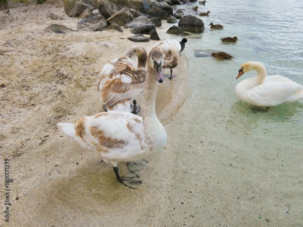 Fototapeta A group of ducks on the sand facing a swan swimming peacefully in the clear waters of Lake Geneva in Geneva, Switzerland