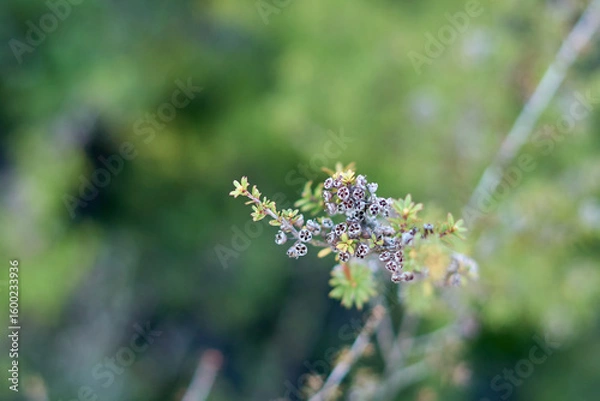 Obraz bee on lavender