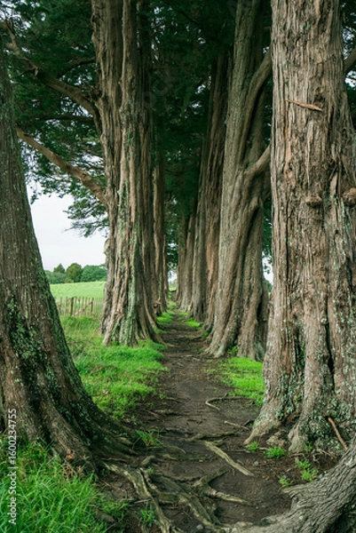 Obraz path in the forest