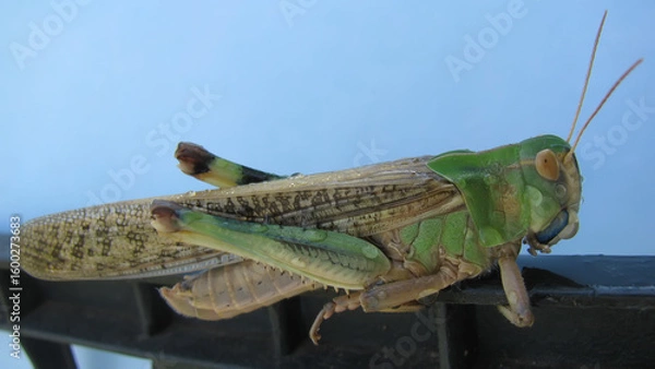 Obraz Locust close up