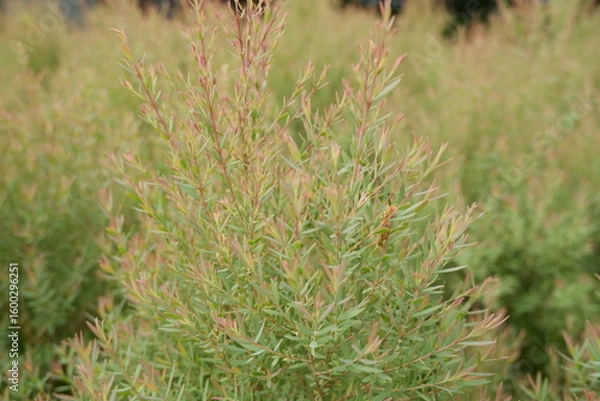 Fototapeta Close-Up View of Vibrant Green and Pink Foliage in Natural Setting
