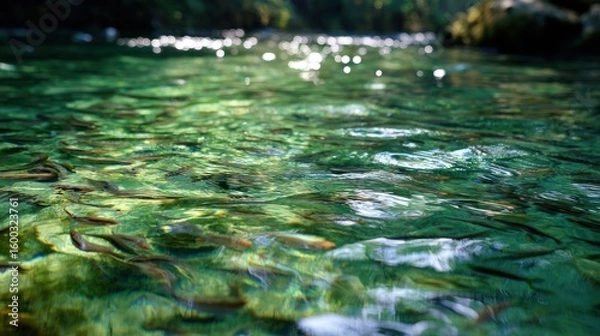Fototapeta Shimmering Stream: Sunlight dances on the clear surface of a tranquil stream teeming with small fish, showcasing nature's serenity and vitality.