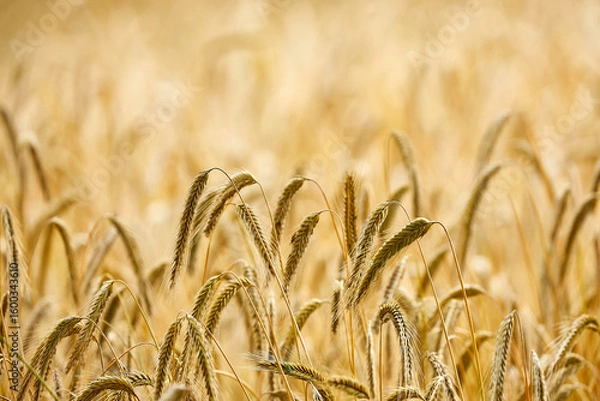Obraz getreide roggen