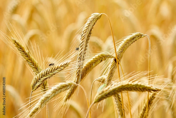 Obraz getreide roggen