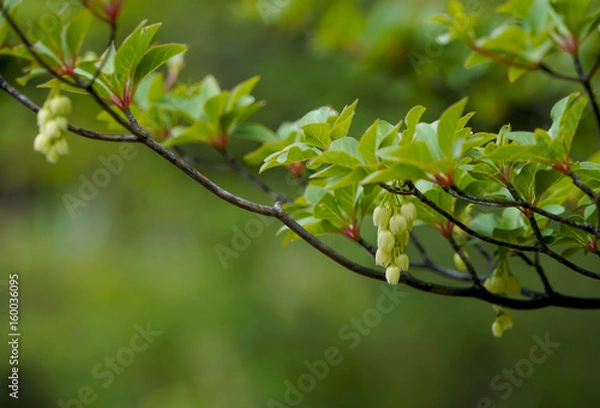Fototapeta シロドウダン