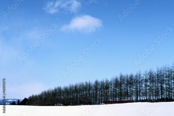 Fototapeta 北海道の防風林