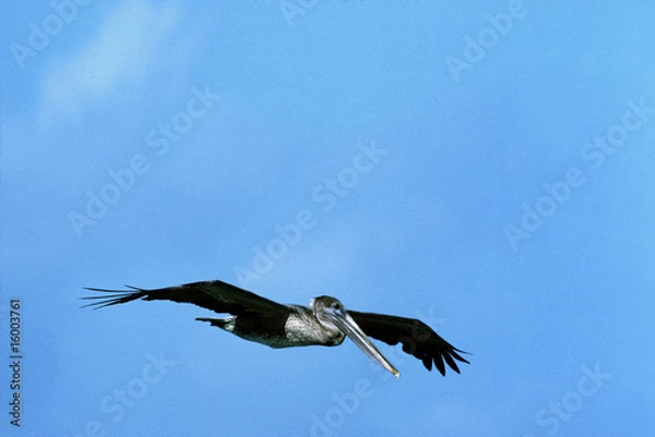 Fototapeta ペリカン