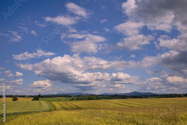 Obraz Pola uprawne ze zbożem pod błękitnym niebem z chmurami