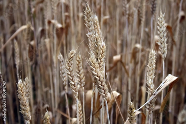 Obraz golden wheat field