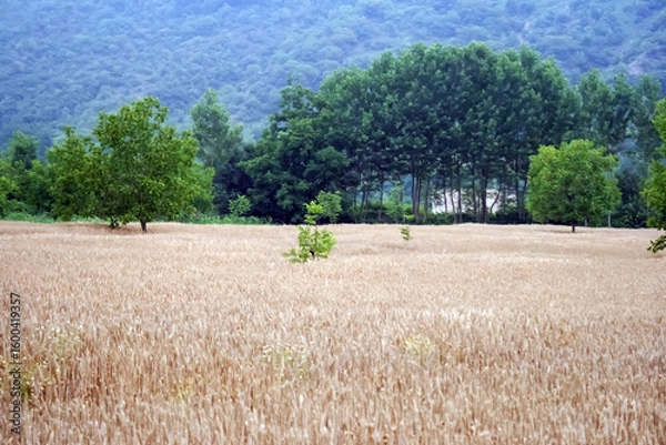 Obraz wheat field