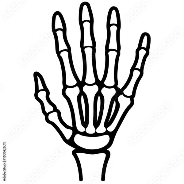 Obraz Skeleton hand line art vector illustration 