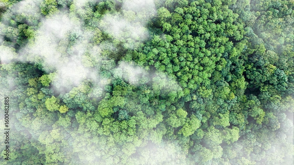 Fototapeta Top view of lush green rainforest esg concept