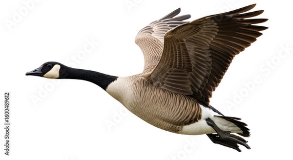 Obraz Isolated Flying Goose