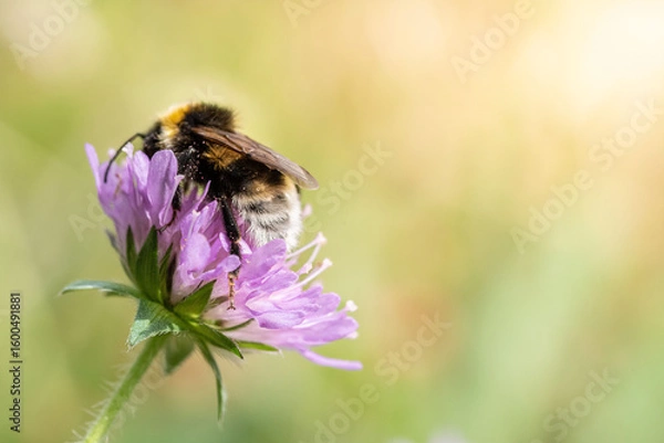 Obraz Vibrant macro shot of a bumblebee feeding on a colorful flower, showcasing fine details of its furry body and wings with bright natural light. Suitable for nature and ecology visuals.