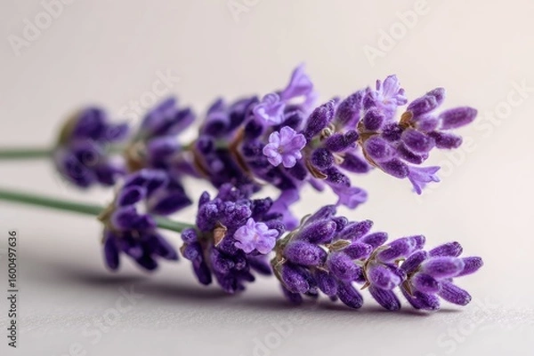 Obraz Close-up of lavender sprigs against a soft backdrop