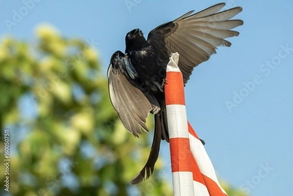 Obraz bird on a branch