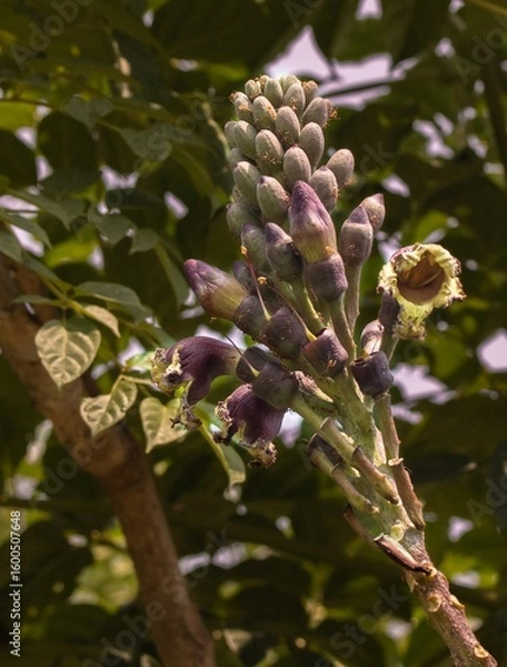 Obraz Violet Echo in the Wild