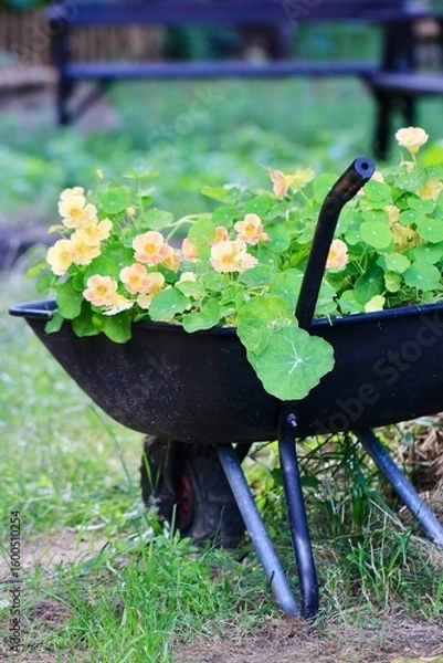 Obraz Taczka z kwitnącymi nasturcjami w ogrodzie. Dekoracja ogrodu i kwiaty. 