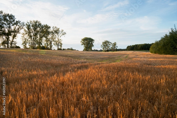 Obraz pole ze zbożem