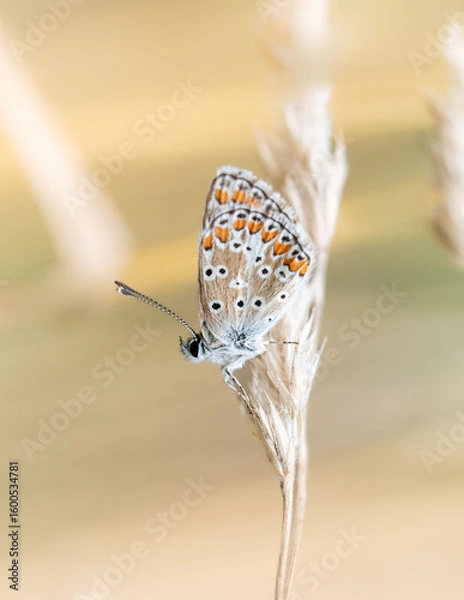 Obraz Macro photo of the Aricia agestis butterfly perched delicately on a flower petal, highlighting its intricate wing texture and the soft petals of the blossom. Ideal for ecological and botanical project