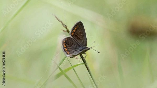 Obraz Stunning close-up of a Brown Argus butterfly (Aricia agestis) resting on a blooming flower, capturing vibrant colors and the delicate balance between insect and plant. 
