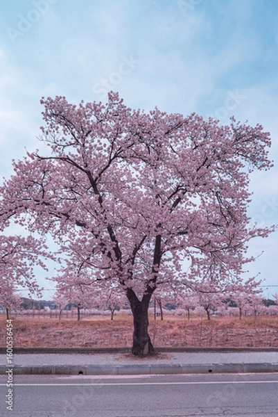Obraz 강릉의 봄 적외선 카메라로 담다