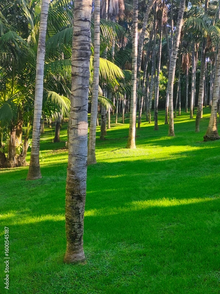 Fototapeta Tropical garden