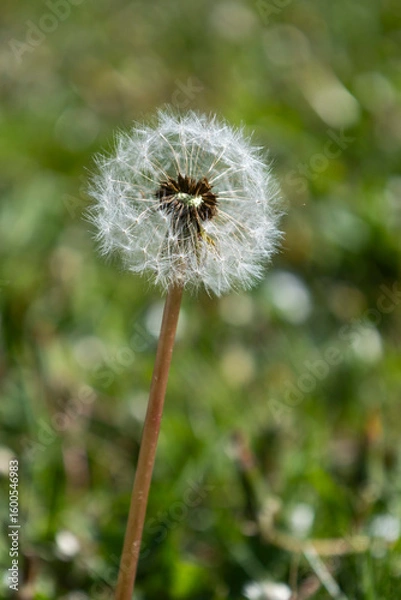 Obraz Whispers of a Dandelion