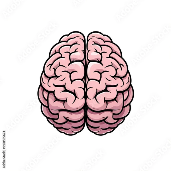 Fototapeta human brain isolated on white