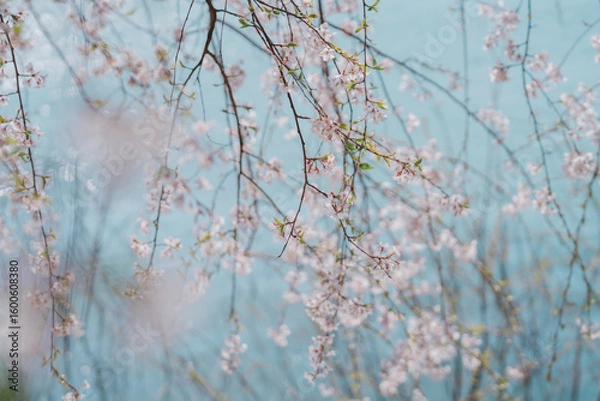 Fototapeta 한국 경주의 봄