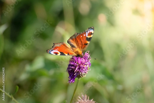 Obraz Close-up macro image of a European Peacock butterfly displaying its vibrant open wings with distinctive eye spots. Perfect for nature, wildlife, and butterfly-themed 
